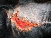 Terapia láser, pero, MRSA