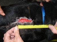 MRSA, herida curación con terapia de láser