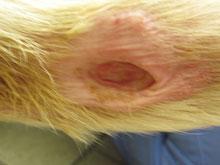 Terapia láser herida