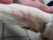 Pelo infectado despues de la terapia de láser, skin after laser therapy