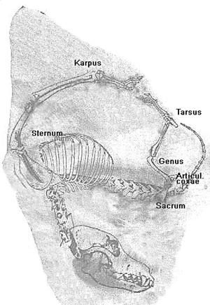 Acupuntura de oído, el cuerpo